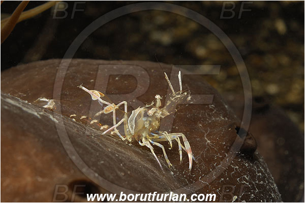 Piran, Slovenia, Adriatic sea, Mediterranean sea, Periclimenes amethysteus, Periclimenes, Palaemonidae, Decapoda, Glass shrimp, Shrimp, Crustacea, Crustacean