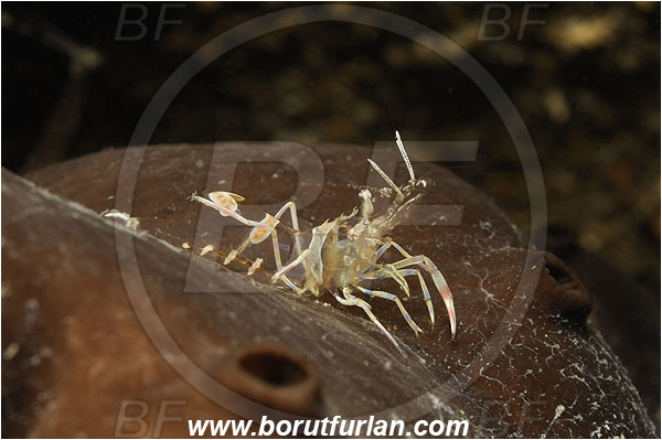 Piran, Slovenia, Adriatic sea, Mediterranean sea, Periclimenes amethysteus, Periclimenes, Palaemonidae, Decapoda, Glass shrimp, Shrimp, Crustacea, Crustacean