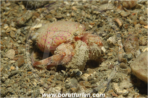 Piran, Slovenia, Adriatic sea, Mediterranean sea, Pagurus prideaux, Pagurus, Paguridae, Crustacea, Crustacean, Anemone hermit crab, Hermit crab, Crab