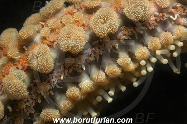 Piran, Slovenia, Adriatic sea, Mediterranean sea, Marthasterias glacialis, Marthasterias, Asteriidae, Spiny starfish, Strafish, Asteroidea, Echinodermata, Echinoderm, Abstract