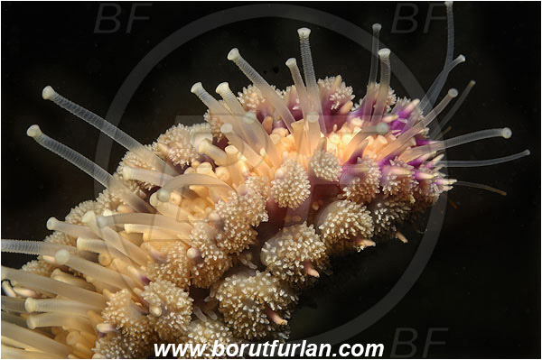 Piran, Slovenia, Adriatic sea, Mediterranean sea, Marthasterias glacialis, Marthasterias, Asteriidae, Spiny starfish, Strafish, Asteroidea, Echinodermata, Echinoderm, Abstract