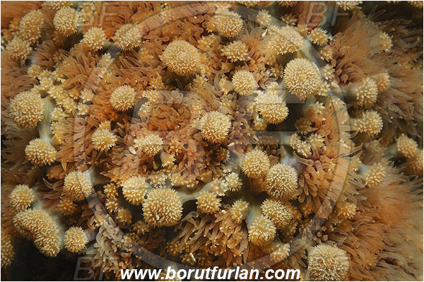 Piran, Slovenia, Adriatic sea, Mediterranean sea, Marthasterias glacialis, Marthasterias, Asteriidae, Spiny starfish, Strafish, Asteroidea, Echinodermata, Echinoderm, Abstract