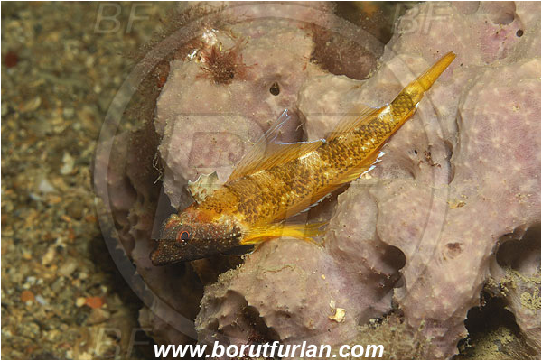 Piran, Slovenia, Adriatic sea, Mediterranean sea, Tripterygion delaisi, Tripterygion, Tripterygiidae, Black-faced triplefin, Triplefin, Fish