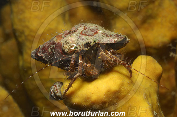 Piran, Slovenia, Adriatic sea, Mediterranean sea, Pagurus anachoretus, Pagurus, Paguridae, Crustacea, Crustacean, Long-armed Hermit Crab, Hermit crab, Crab