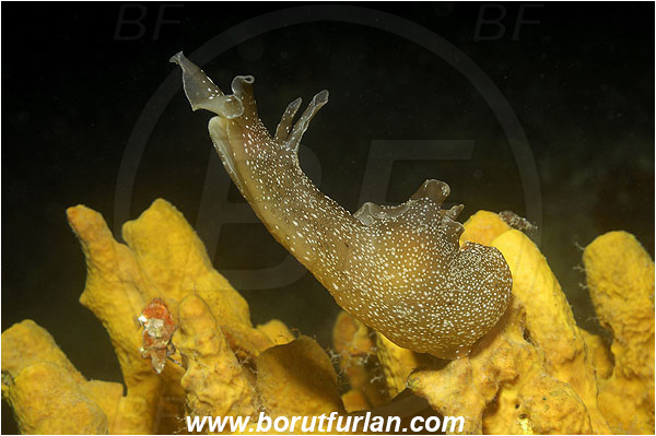 Piran, Slovenia, Adriatic sea, Mediterranean sea, Aplysia punctata, Aplysia, Aplysiidae, Spotted sea hare, Sea hare, Nudibranch, Sea slug, Gastropoda, Mollusca, Night