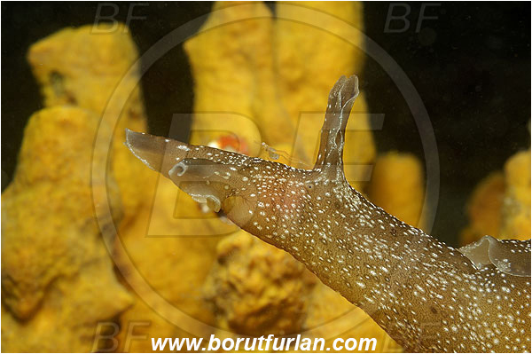 Piran, Slovenia, Adriatic sea, Mediterranean sea, Aplysia punctata, Aplysia, Aplysiidae, Spotted sea hare, Sea hare, Nudibranch, Sea slug, Gastropoda, Mollusca, Portrait, Night