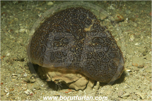 Piran, Slovenia, Adriatic sea, Mediterranean sea, Dromia personata, Dromia, Dromiidae, Decapoda, Crustacea, Crustacean, Sponge crab, Crab, Aplidium sp., Aplidium, Polyclinidae, Colony of tunicates, Sea squirt, Ascidiacea, Tunicata, Tunicate