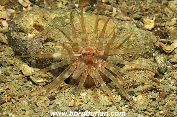 Adriatic sea, Anemone, Anthozoa, Clock face anemone, Cnidaria, Cnidarian, Haloclavidae, Mediterranean sea, Peachia, Peachia cylindrica, Piran, Slovenia
