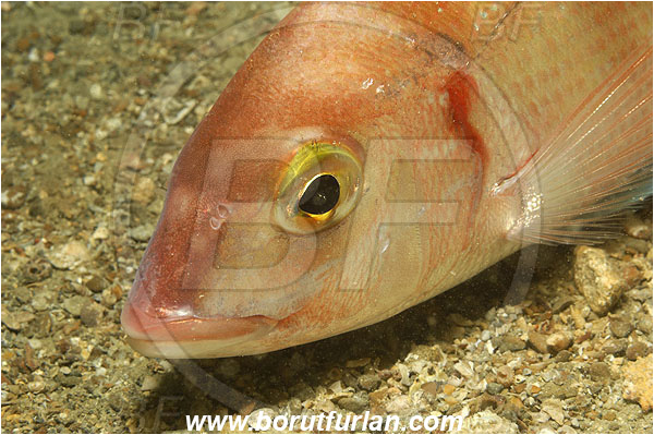 Piran, Slovenia, Adriatic sea, Mediterranean sea, Pagellus erythrinus, Pagellus, Sparidae, Common pandora, Bream, Fish, Portrait