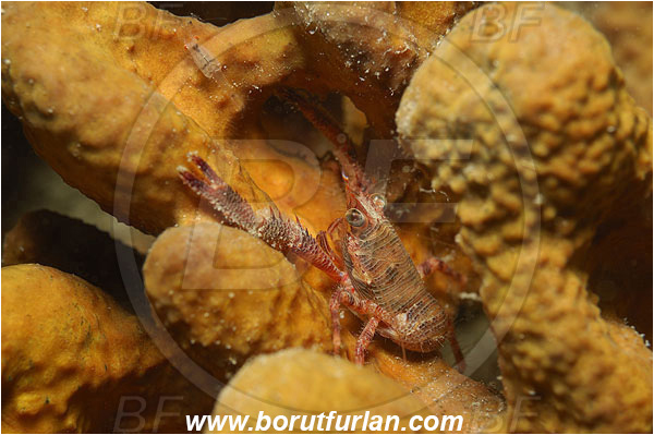 Piran, Slovenia, Adriatic sea, Mediterranean sea, Galathea nexa, Galathea, Galatheidae, Decapoda, Squat lobster, Crustacea, Crustacean