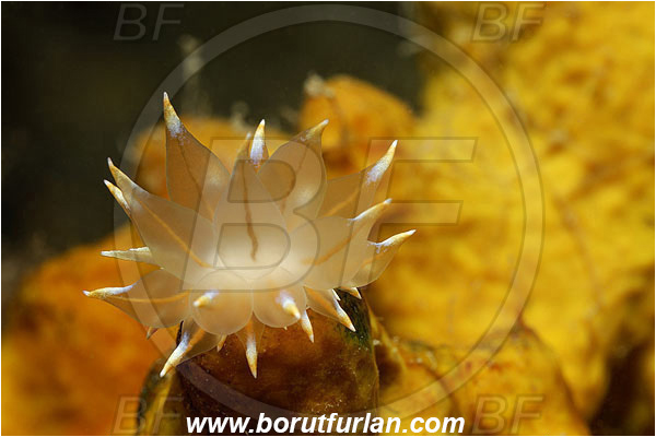 Piran, Slovenia, Adriatic sea, Mediterranean sea, Eubranchus tricolor, Eubranchus, Eubranchidae, Painted balloon aeolis, Nudibranch, Sea slug, Gastropoda, Mollusca, Juvenile