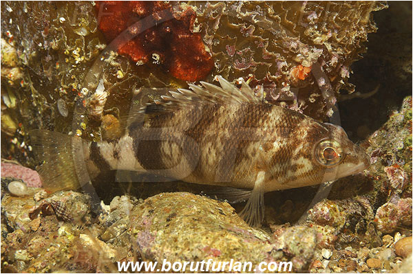 Piran, Slovenia, Adriatic sea, Mediterranean sea, Serranus hepatus, Serranus, Serranidae, Brown comber, Fish