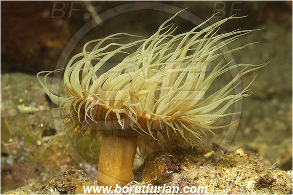 Piran, Slovenia, Adriatic sea, Mediterranean sea, Anemonia sulcata, Anemonia, Actiniidae, Mediterranean snakelocks sea anemone, Anemone, Anthozoa, Cnidaria, Cnidarian, Reef