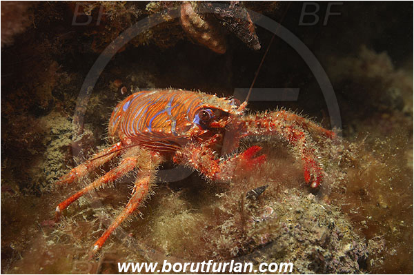 Piran, Slovenia, Adriatic sea, Mediterranean sea, Galathea strigosa, Galathea, Galatheidae, Decapoda, Blue striped squat lobster, Squat lobster, Crustacea, Crustacean
