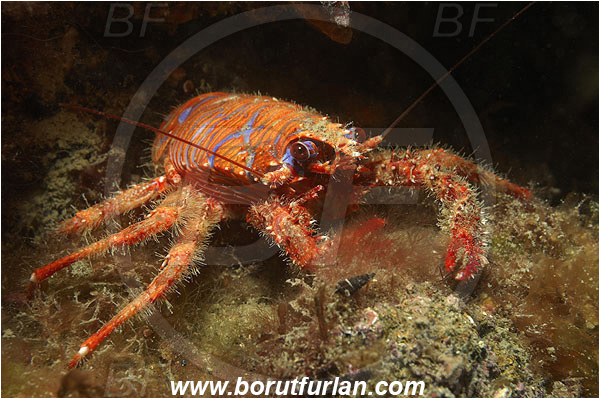 Piran, Slovenia, Adriatic sea, Mediterranean sea, Galathea strigosa, Galathea, Galatheidae, Decapoda, Blue striped squat lobster, Squat lobster, Crustacea, Crustacean