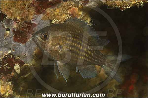 Piran, Slovenia, Adriatic sea, Mediterranean sea, Chromis chromis, Chromis, Pomacentridae, Mediterranean damselfish, Damselfish, Fish
