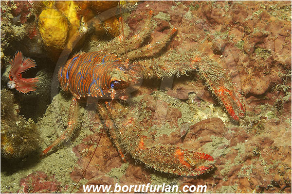 Piran, Slovenia, Adriatic sea, Mediterranean sea, Galathea strigosa, Galathea, Galatheidae, Decapoda, Blue striped squat lobster, Squat lobster, Crustacea, Crustacean