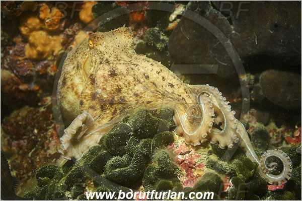 Piran, Slovenia, Adriatic sea, Mediterranean sea, Eledone moschata, Eledone, Eledonidae, Musky octopus, Octopus, Cephalopoda, Mollusca, Mollusc