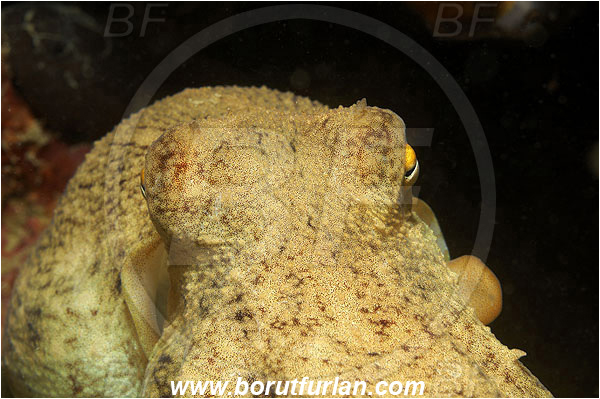 Piran, Slovenia, Adriatic sea, Mediterranean sea, Eledone moschata, Eledone, Eledonidae, Musky octopus, Octopus, Cephalopoda, Mollusca, Mollusc, Portrait