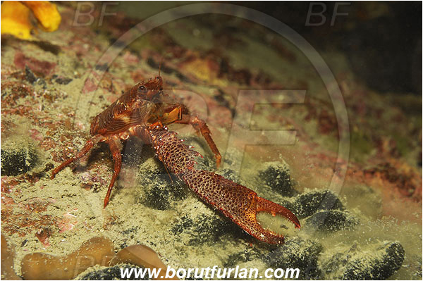 Piran, Slovenia, Adriatic sea, Mediterranean sea, Galathea nexa, Galathea, Galatheidae, Decapoda, Squat lobster, Crustacea, Crustacean