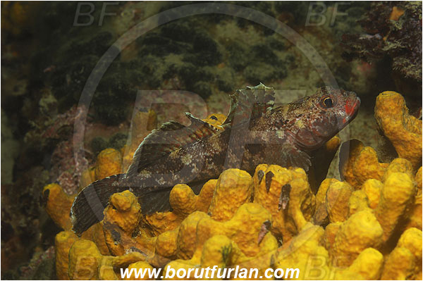Piran, Slovenia, Adriatic sea, Mediterranean sea, Gobius cruentatus, Gobius, Gobiidae, Red-mouthed goby, Goby, Fish, Aplysina aerophoba, Aplysina, Aplysinidae, Yellow Tube Sponge, Golden Sponge, Sponge, Porifera