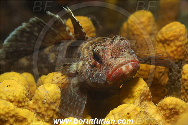 Piran, Slovenia, Adriatic sea, Mediterranean sea, Gobius cruentatus, Gobius, Gobiidae, Red-mouthed goby, Goby, Fish, Portrait