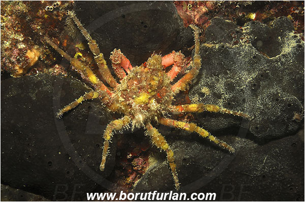 Piran, Slovenia, Adriatic sea, Mediterranean sea, Herbstia condyliata, Herbstia, Epialtidae, Decapoda, Crustacea, Crustacean, Spiny Majoid Spider Crab, Crab