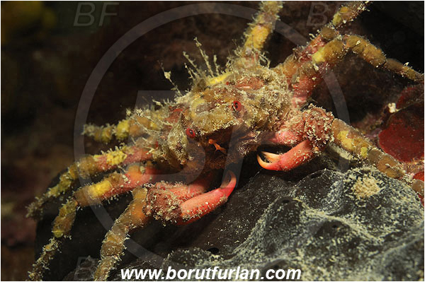 Piran, Slovenia, Adriatic sea, Mediterranean sea, Herbstia condyliata, Herbstia, Epialtidae, Decapoda, Crustacea, Crustacean, Spiny Majoid Spider Crab, Crab