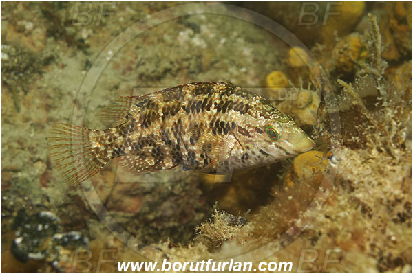 Piran, Slovenia, Adriatic sea, Mediterranean sea, Symphodus roissali, Symphodus, Labridae, Five-spotted wrasse, Wrasse, Fish