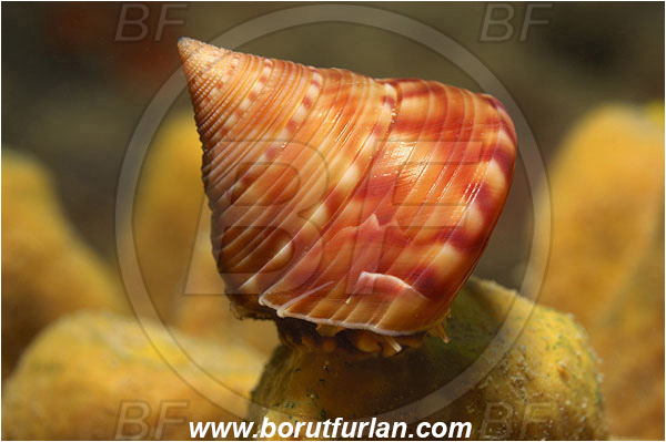 Piran, Slovenia, Adriatic sea, Mediterranean sea, Calliostoma zizyphinum, Calliostoma, Calliostomatidae, European painted top shell, Sea snail, Gastropoda, Mollusca, Mollusc