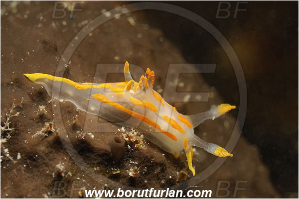 Piran, Slovenia, Adriatic sea, Mediterranean sea, Trapania maculata, Trapania, Goniodorididae, Yellow sea slug, Nudibranch, Sea slug, Gastropoda, Mollusca