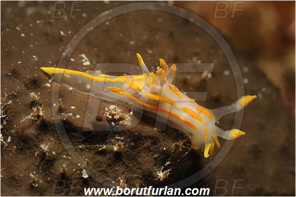 Piran, Slovenia, Adriatic sea, Mediterranean sea, Trapania maculata, Trapania, Goniodorididae, Yellow sea slug, Nudibranch, Sea slug, Gastropoda, Mollusca