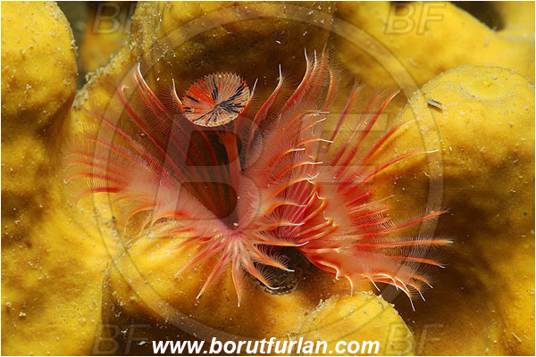 Piran, Slovenia, Adriatic sea, Mediterranean sea, Serpula vermicularis, Serpula, Serpulidae, Red tube worm, Plume worm, Worm, Polychaeta, Abstract