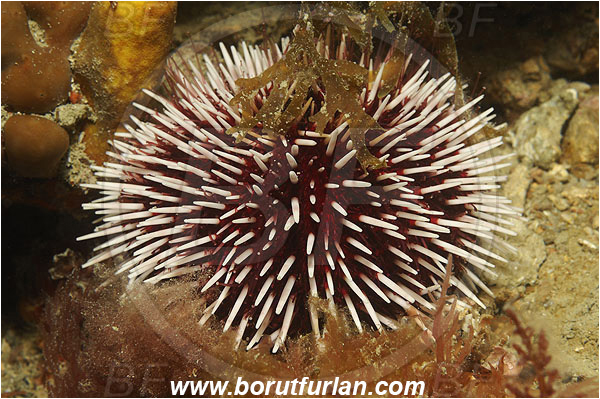 Piran, Slovenia, Adriatic sea, Mediterranean sea, Sphaerechinus granularis, Sphaerechinus, Toxopneustidae, Purple Sea Urchin, Sea Urchin, Echinoidea, Echinodermata, Echinoderm