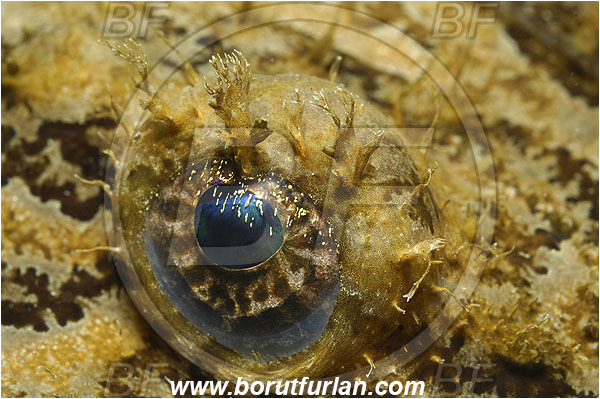 Piran, Slovenia, Adriatic sea, Mediterranean sea, Lophius piscatorius, Lophius, Lophiidae, Angler, Monkfish, Angler fish, Fish, Abstract, Eye
