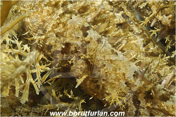 Piran, Slovenia, Adriatic sea, Mediterranean sea, Lophius piscatorius, Lophius, Lophiidae, Angler, Monkfish, Angler fish, Fish, Abstract, Mouth