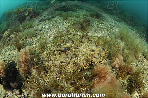 Piran, Slovenia, Adriatic sea, Mediterranean sea, Lophius piscatorius, Lophius, Lophiidae, Angler, Monkfish, Angler fish, Fish, Reef