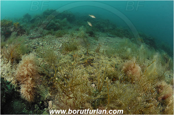 Piran, Slovenia, Adriatic sea, Mediterranean sea, Lophius piscatorius, Lophius, Lophiidae, Angler, Monkfish, Angler fish, Fish, Reef