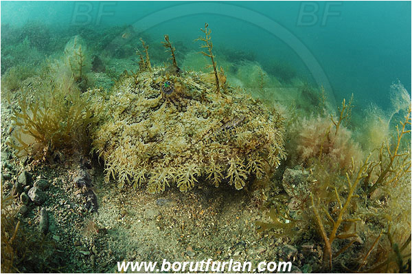 Piran, Slovenia, Adriatic sea, Mediterranean sea, Lophius piscatorius, Lophius, Lophiidae, Angler, Monkfish, Angler fish, Fish, Reef