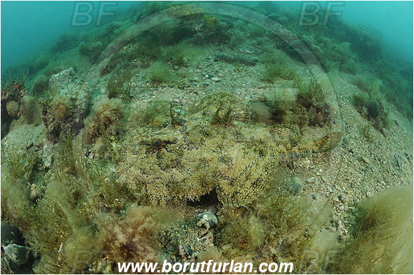Piran, Slovenia, Adriatic sea, Mediterranean sea, Lophius piscatorius, Lophius, Lophiidae, Angler, Monkfish, Angler fish, Fish, Reef