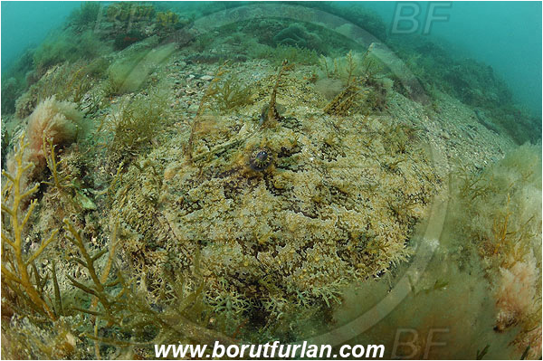 Piran, Slovenia, Adriatic sea, Mediterranean sea, Lophius piscatorius, Lophius, Lophiidae, Angler, Monkfish, Angler fish, Fish, Reef