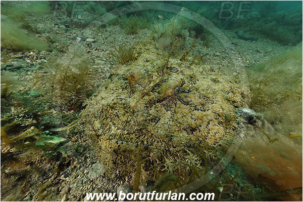 Piran, Slovenia, Adriatic sea, Mediterranean sea, Lophius piscatorius, Lophius, Lophiidae, Angler, Monkfish, Angler fish, Fish, Reef