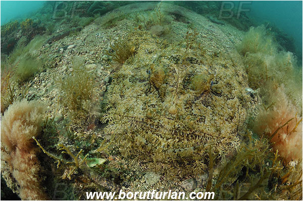 Piran, Slovenia, Adriatic sea, Mediterranean sea, Lophius piscatorius, Lophius, Lophiidae, Angler, Monkfish, Angler fish, Fish, Reef
