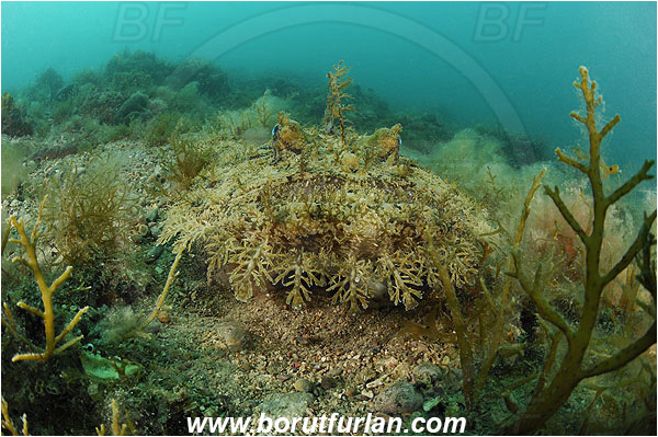Piran, Slovenia, Adriatic sea, Mediterranean sea, Lophius piscatorius, Lophius, Lophiidae, Angler, Monkfish, Angler fish, Fish, Reef