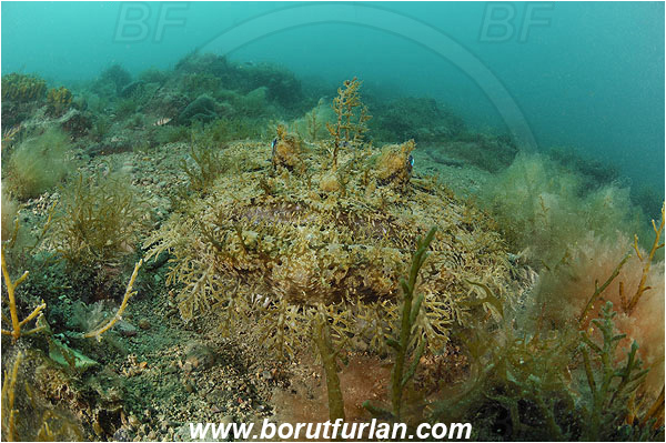 Piran, Slovenia, Adriatic sea, Mediterranean sea, Lophius piscatorius, Lophius, Lophiidae, Angler, Monkfish, Angler fish, Fish, Reef