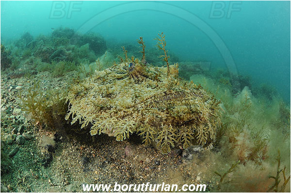 Piran, Slovenia, Adriatic sea, Mediterranean sea, Lophius piscatorius, Lophius, Lophiidae, Angler, Monkfish, Angler fish, Fish, Reef