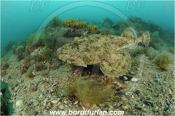 Piran, Slovenia, Adriatic sea, Mediterranean sea, Lophius piscatorius, Lophius, Lophiidae, Angler, Monkfish, Angler fish, Fish, Reef