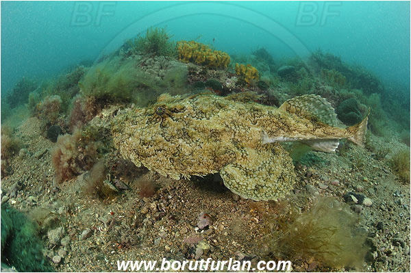 Piran, Slovenia, Adriatic sea, Mediterranean sea, Lophius piscatorius, Lophius, Lophiidae, Angler, Monkfish, Angler fish, Fish, Reef