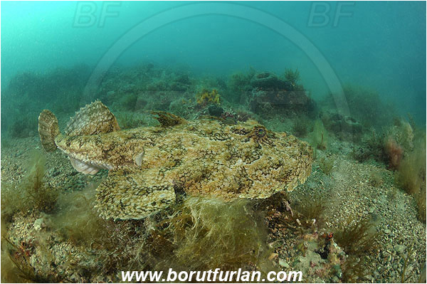 Piran, Slovenia, Adriatic sea, Mediterranean sea, Lophius piscatorius, Lophius, Lophiidae, Angler, Monkfish, Angler fish, Fish, Reef