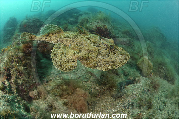 Piran, Slovenia, Adriatic sea, Mediterranean sea, Lophius piscatorius, Lophius, Lophiidae, Angler, Monkfish, Angler fish, Fish, Reef